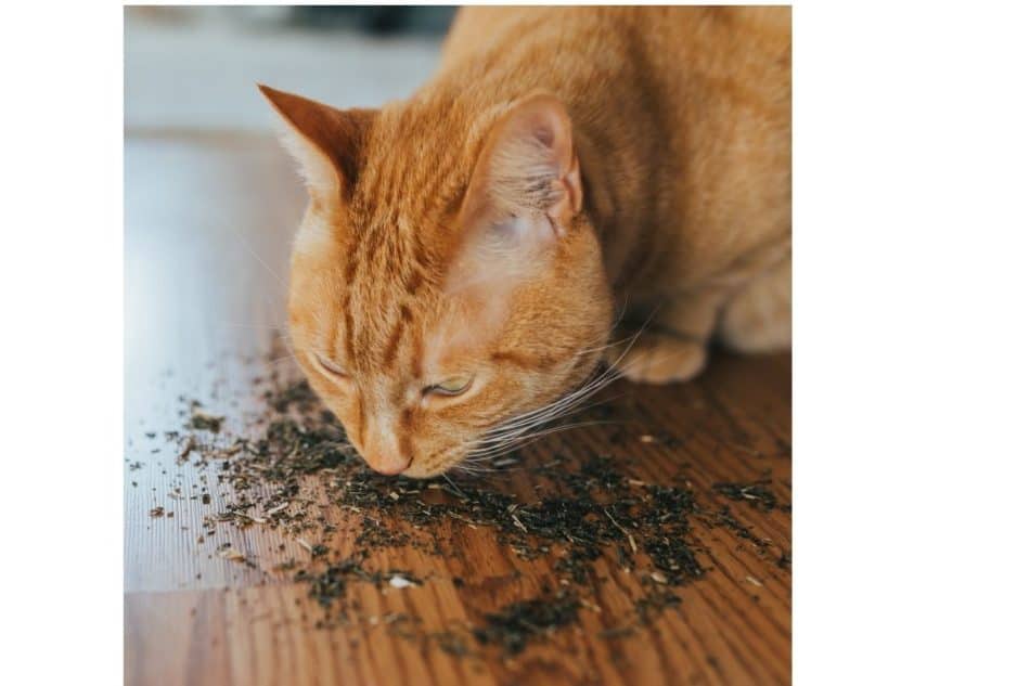 photo of cat eating catnip on floor
