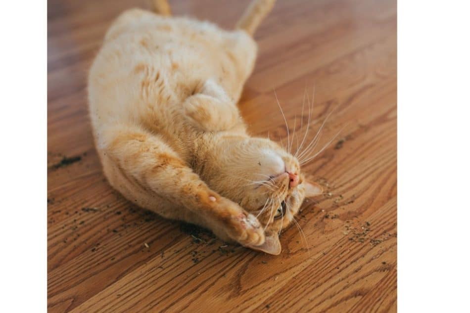 photo of cat rolling in catnip on floor