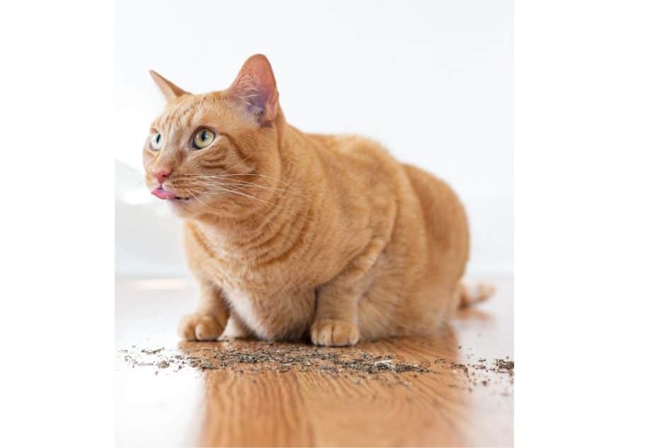 photo of cat in sphinx-like posture