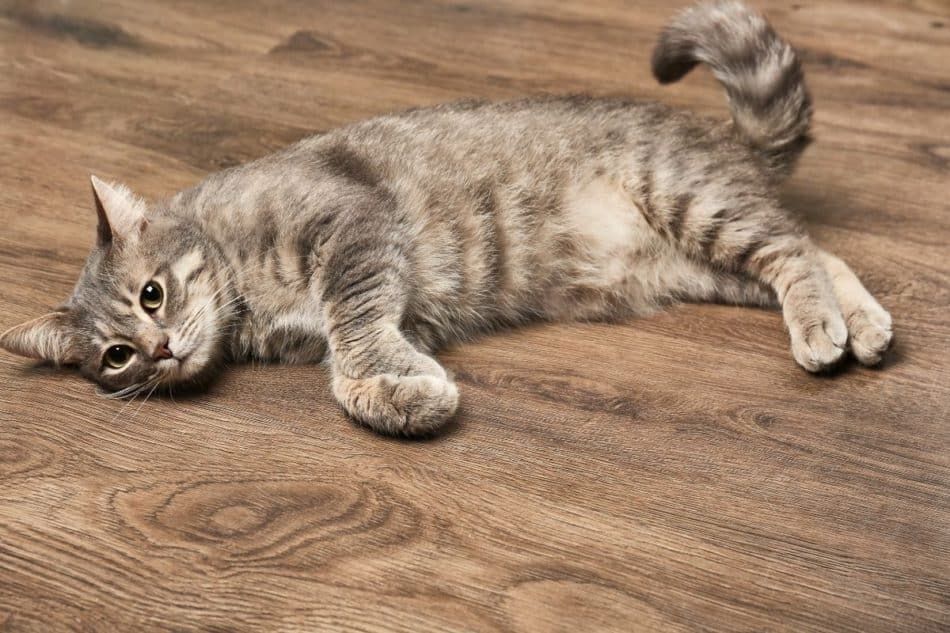 photo of cat lying on wood floor