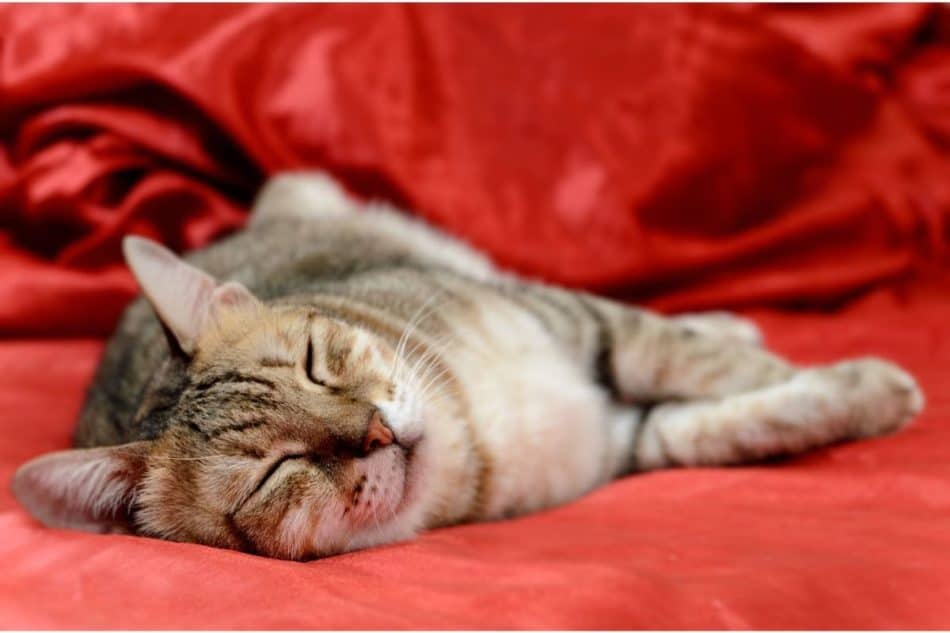 5 Tips to Get Your Cat to Sleep at Night (so you can too) – Great Cat Info