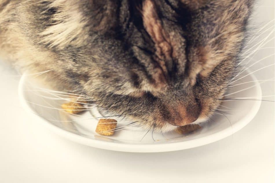 How Do Cats Chew Food? – Great Cat Info