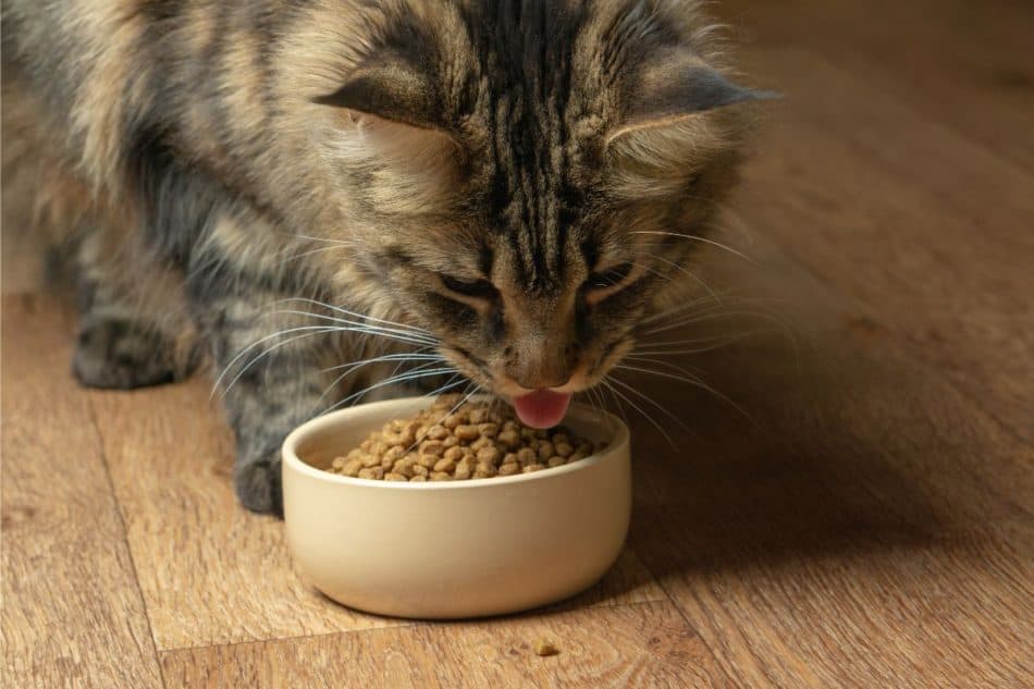 How Do Cats Chew Food? – Great Cat Info