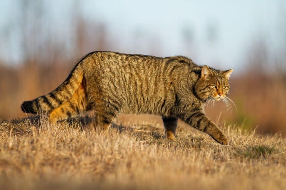 why-does-a-cat-scratch-around-a-food-bowl-great-cat-info