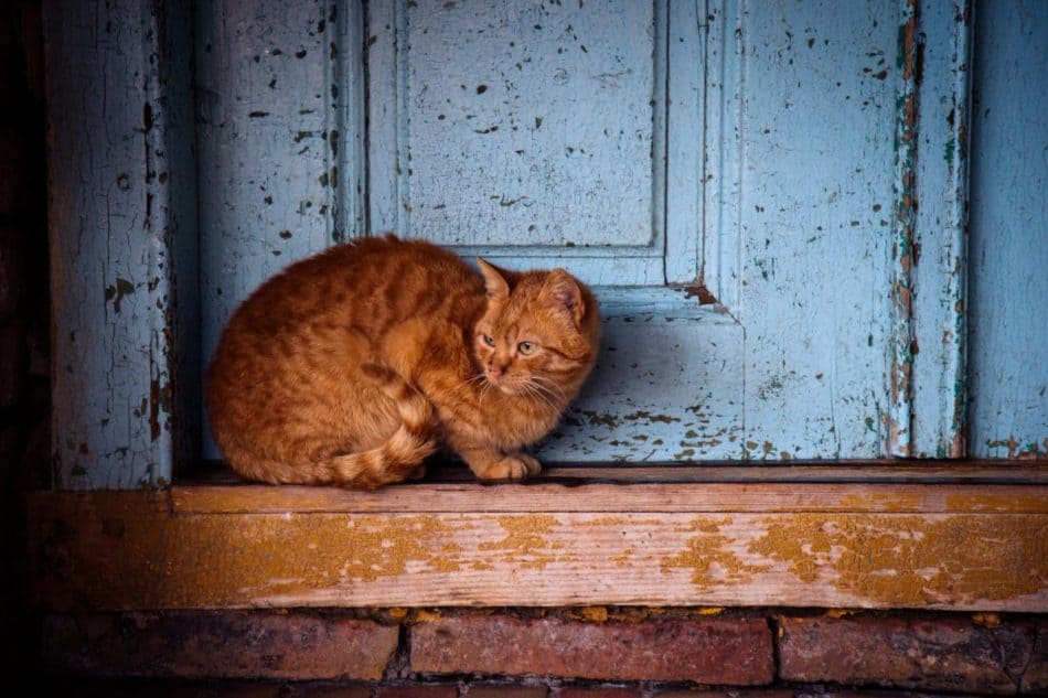 what-to-do-if-a-stray-cat-comes-to-your-house-great-cat-info