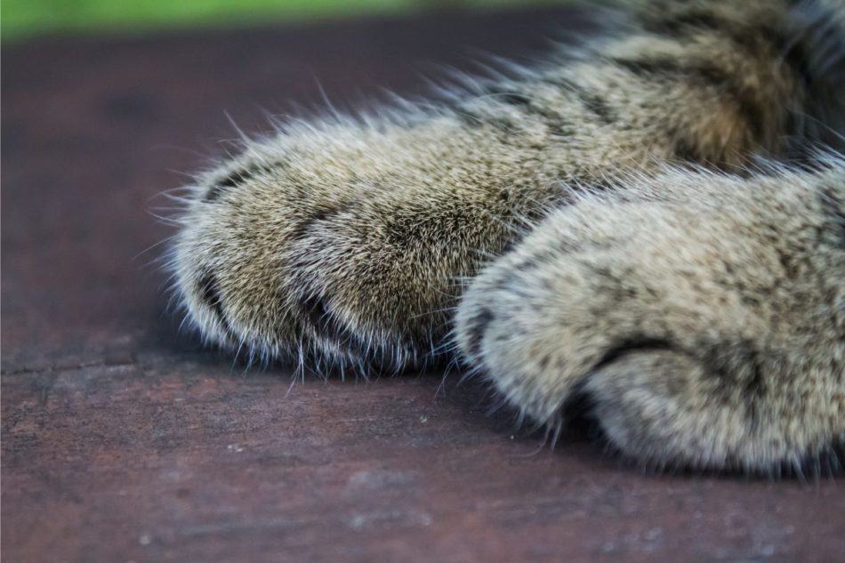 What is a Cat Dewclaw? (That Extra Claw on My Cat) – Great Cat Info