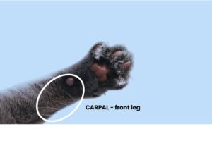 Image showcasing Why Do Cats Have Whiskers? – Great Cat Info